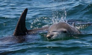 Dolphin Tour Jervis Bay